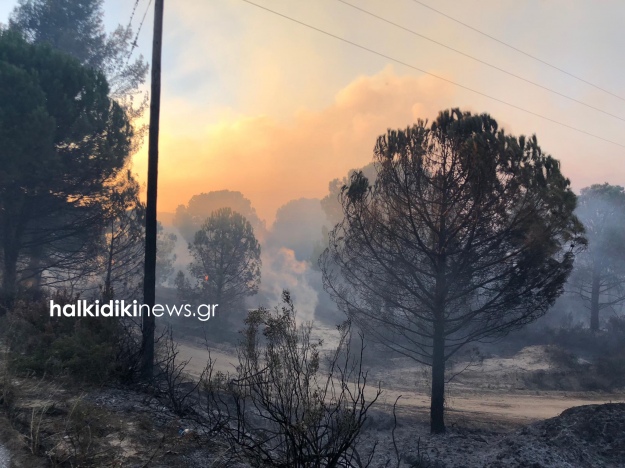 На півночі Греції спалахнули лісові пожежі