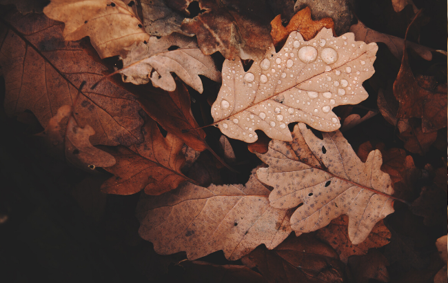 Последнее "бабье лето": когда ждать потепление до +17 градусов