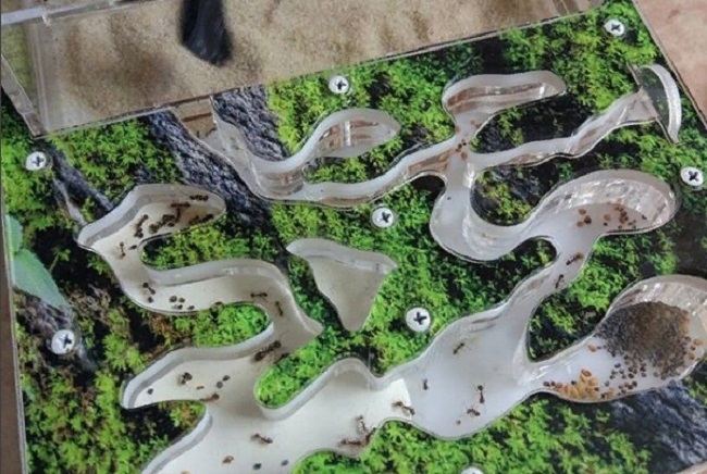 Муравьиная ферма