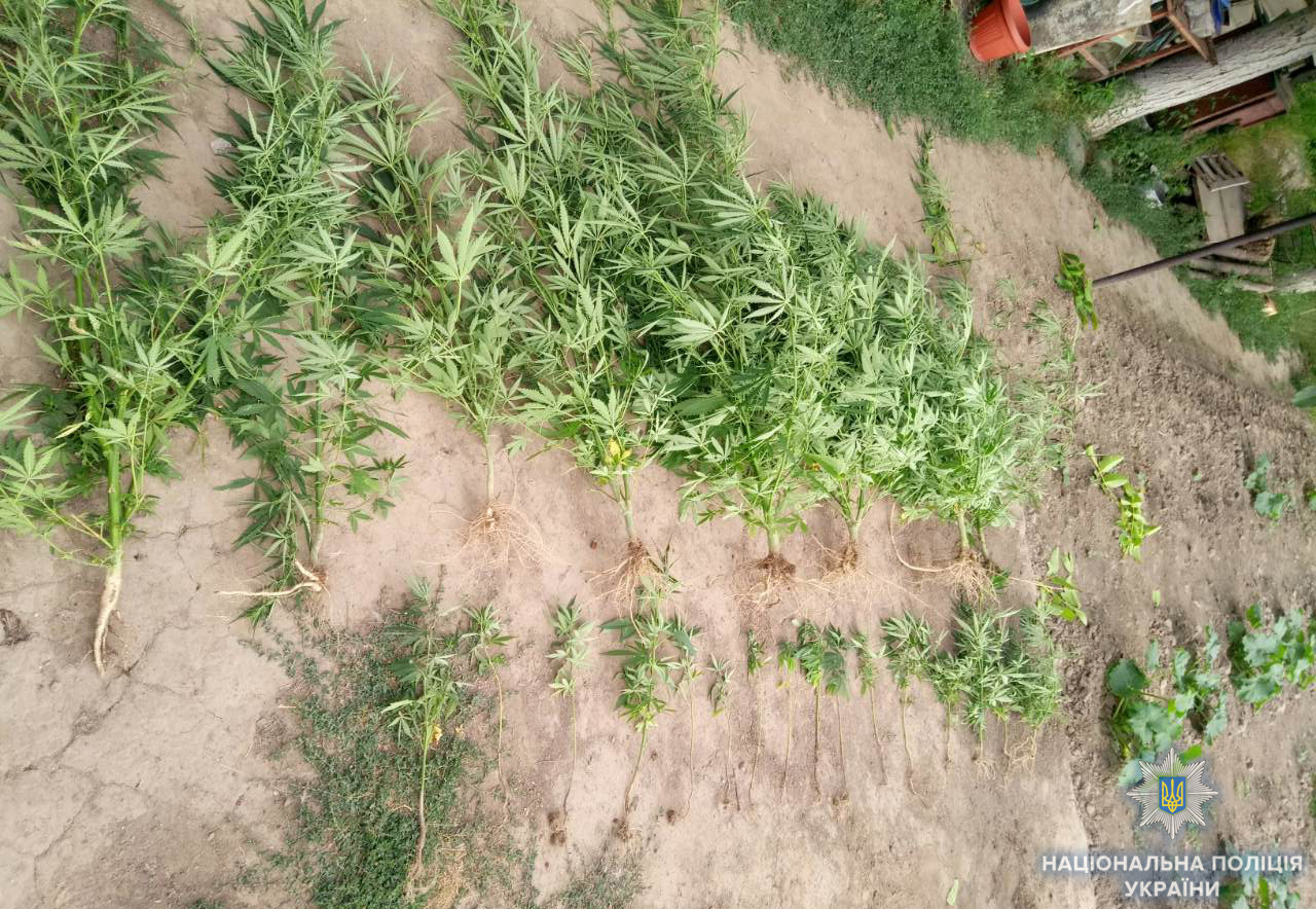 Жители Одесской области выращивали коноплю в огородах