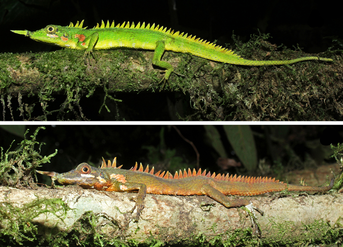 Ученые обнаружили носорогих драконов, которых считали вымершими: что известно о рептилии