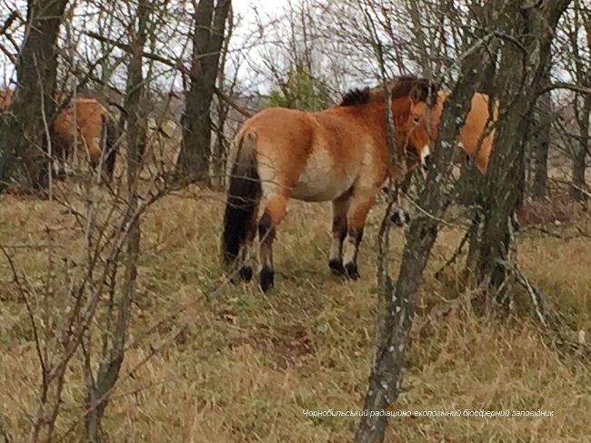 Появились новые фото исчезнувших животных из Чернобыльской зоны