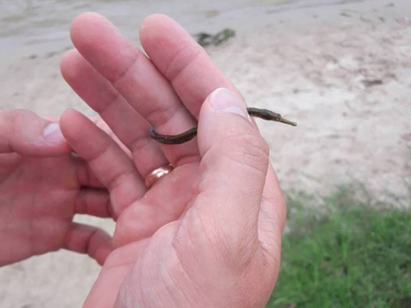 В Киеве бьют тревогу из-за аномального нашествия медуз: в чем причина
