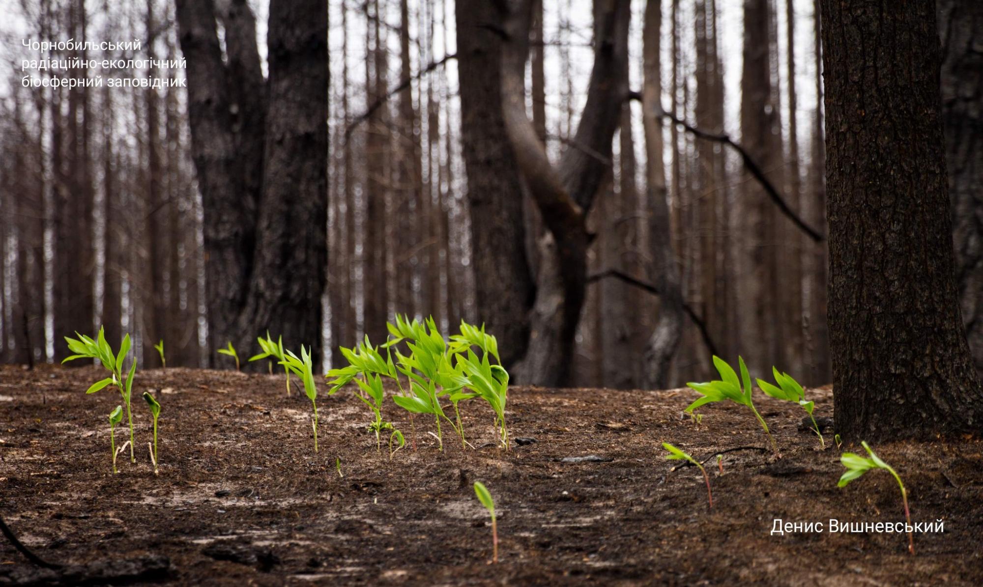Чернобыль оживает после пожаров: новые фантастические снимки