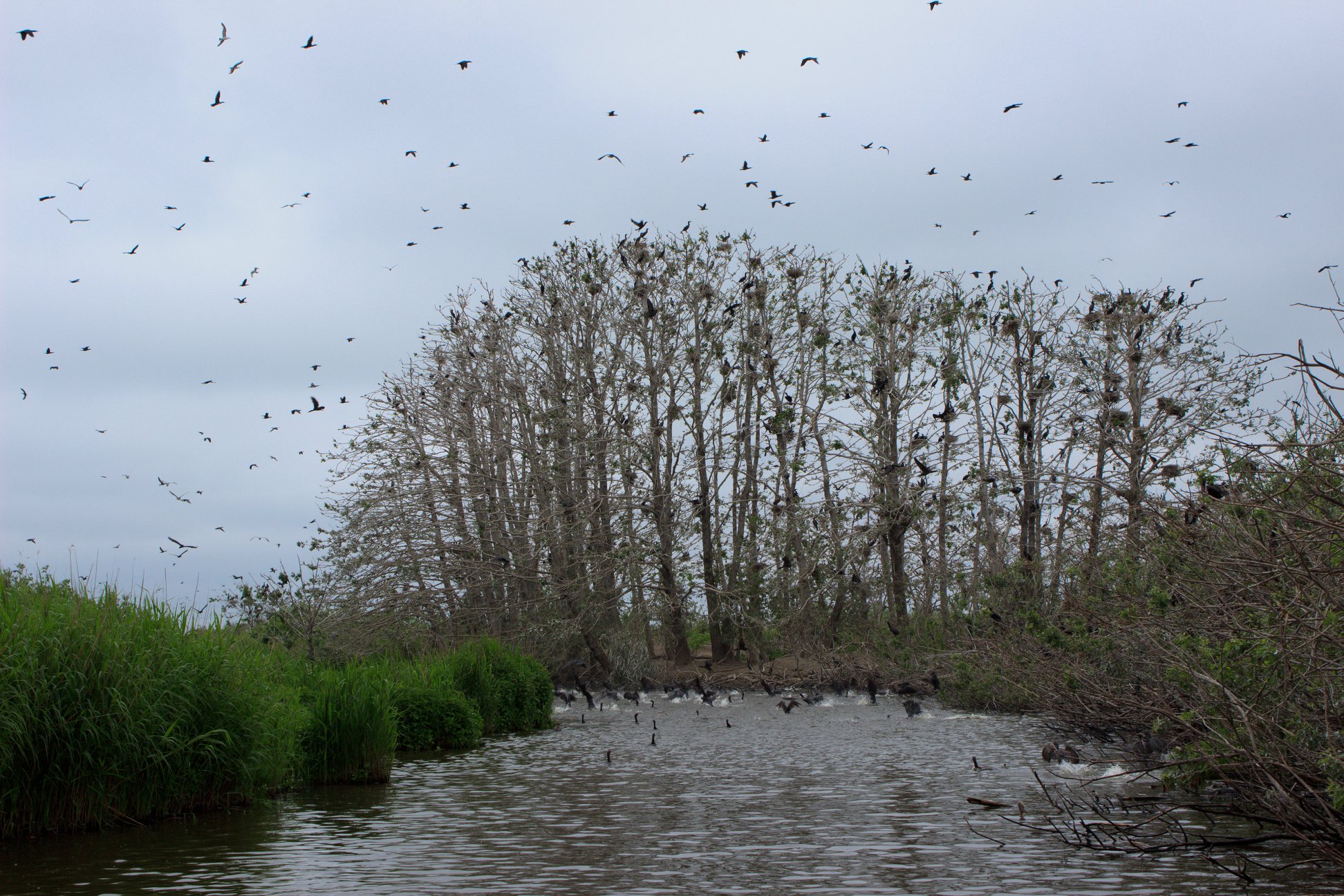 В Чернобыле показали на ярких фото заблудившуюся морскую птицу-ныряльщика