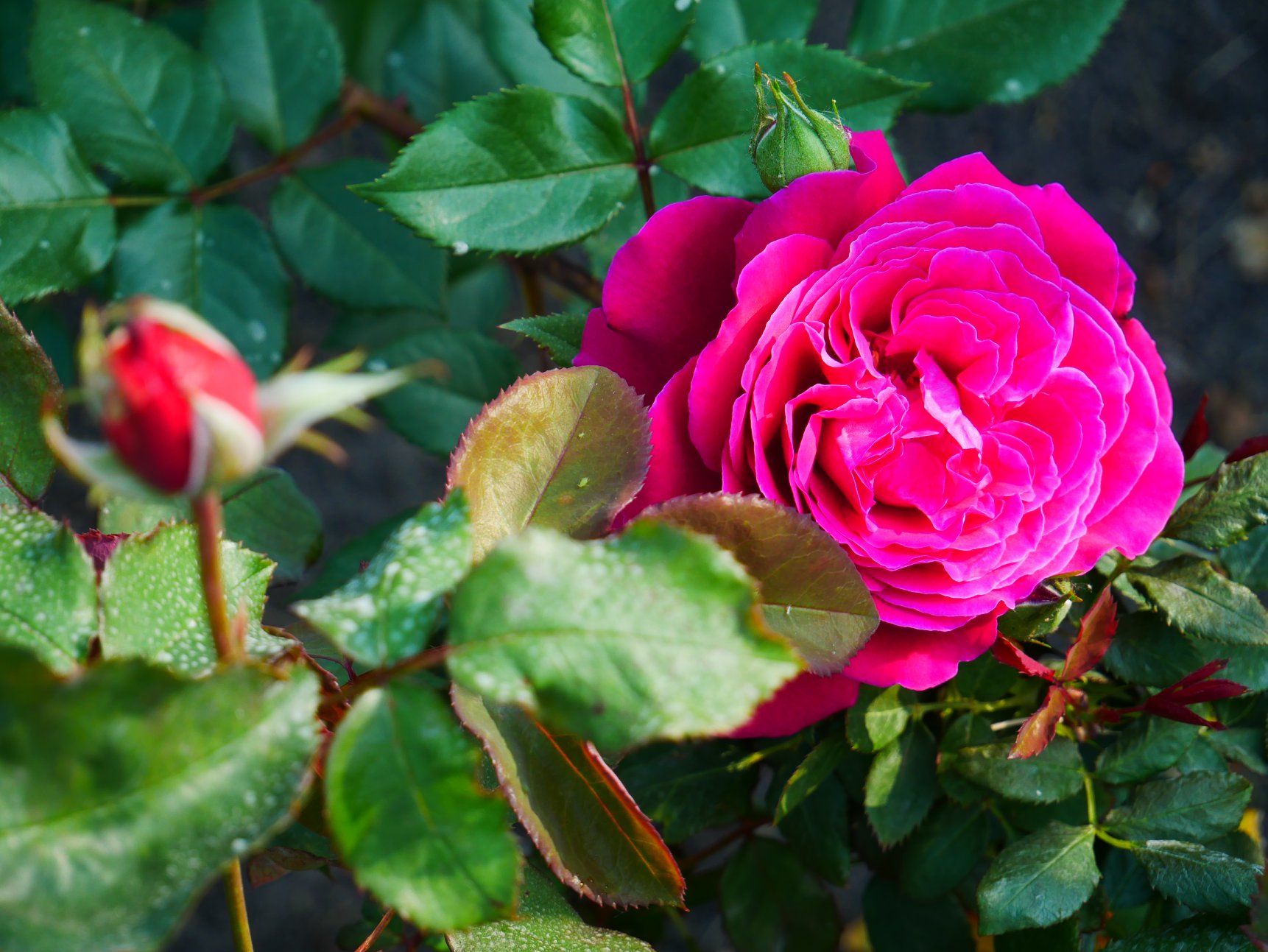 В Киеве распустились уникальные розы: неземную красоту показали на фото