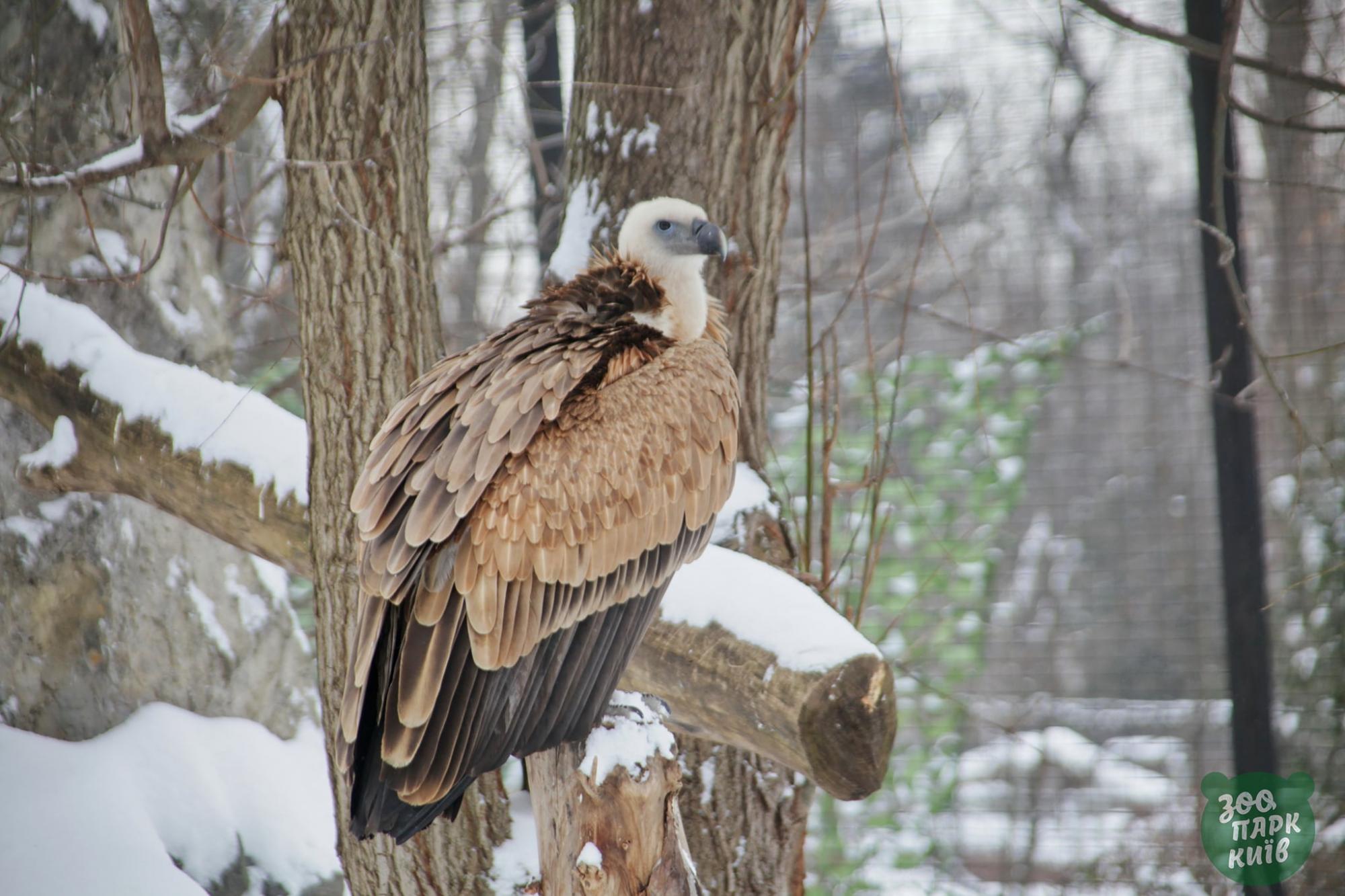 Эти невероятно красивые фото с заснеженного киевского зоопарка поднимут вам настроение
