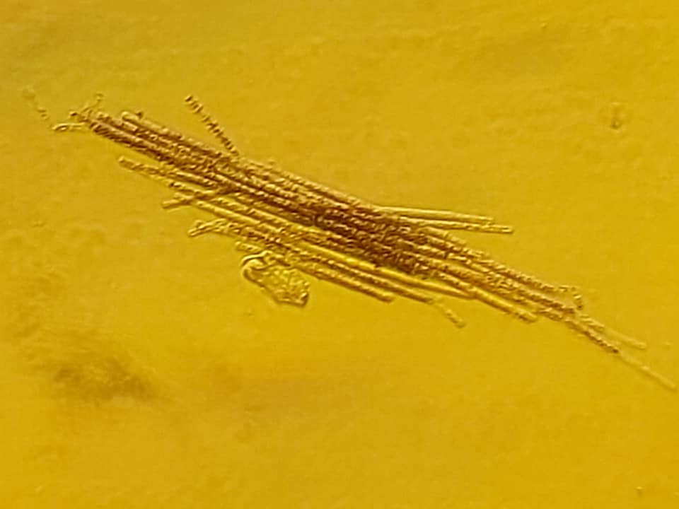 На популярном украинском курорте после дождей "зацвело" море: экологи бьют тревогу (фото)