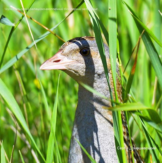 В Чернобыле показали на фото редкую птицу-невидимку: она быстро бегает