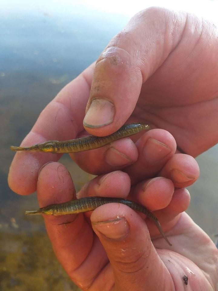 В Днепре рыбак выловил экзотических рыб, обитающих у берегов Италии