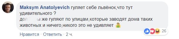 Хижак у місті: в Одесі по вулиці блукало самотнє левеня