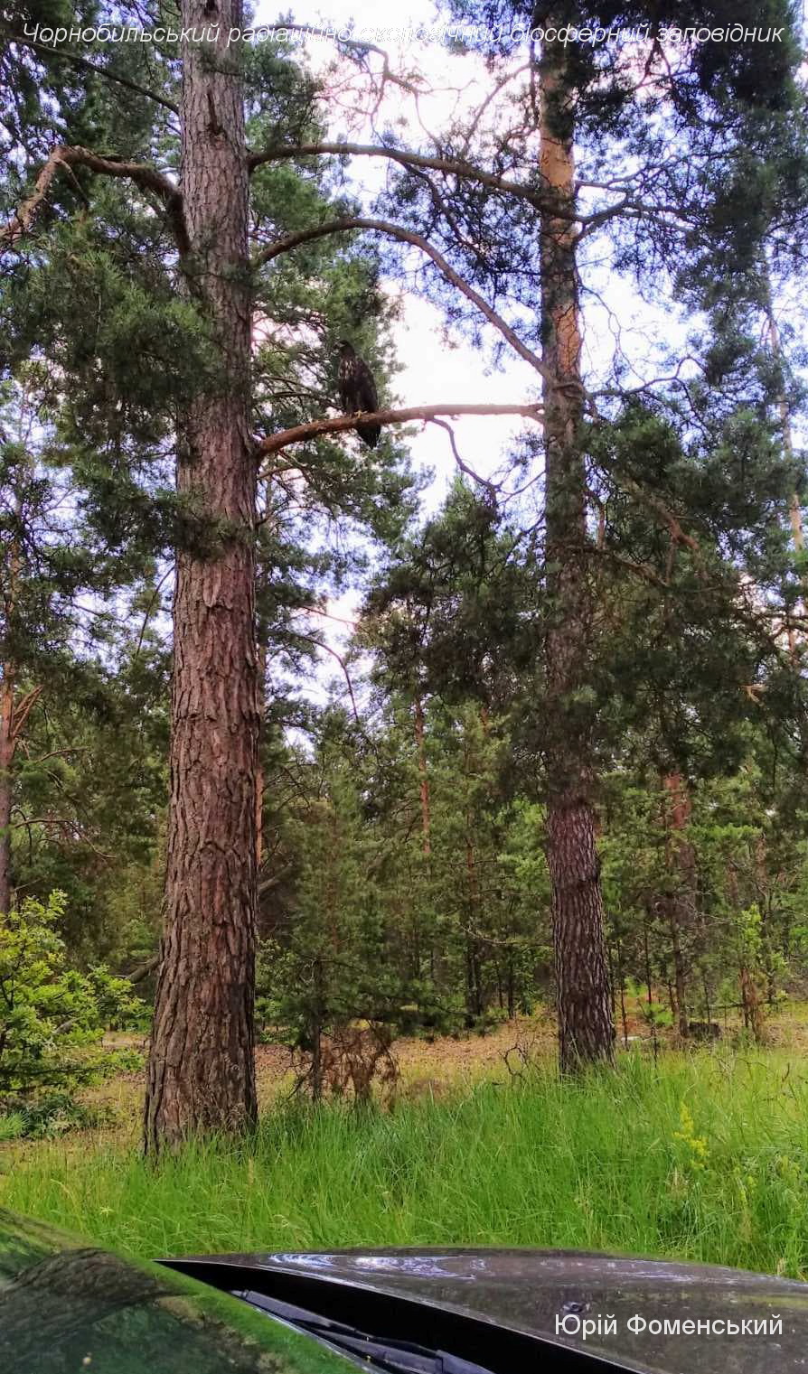 В Чернобыле показали крупную птицу-мастера маскировки: найти на фото очень сложно