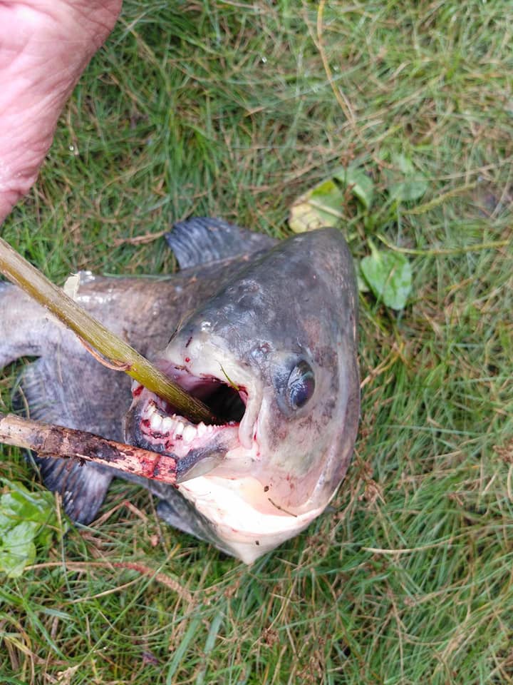 У Києві рибалка виловив рибу з людськими зубами: фото "монстра"