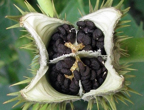 Під Дніпром діти потрапили в реанімацію через отруйну рослину