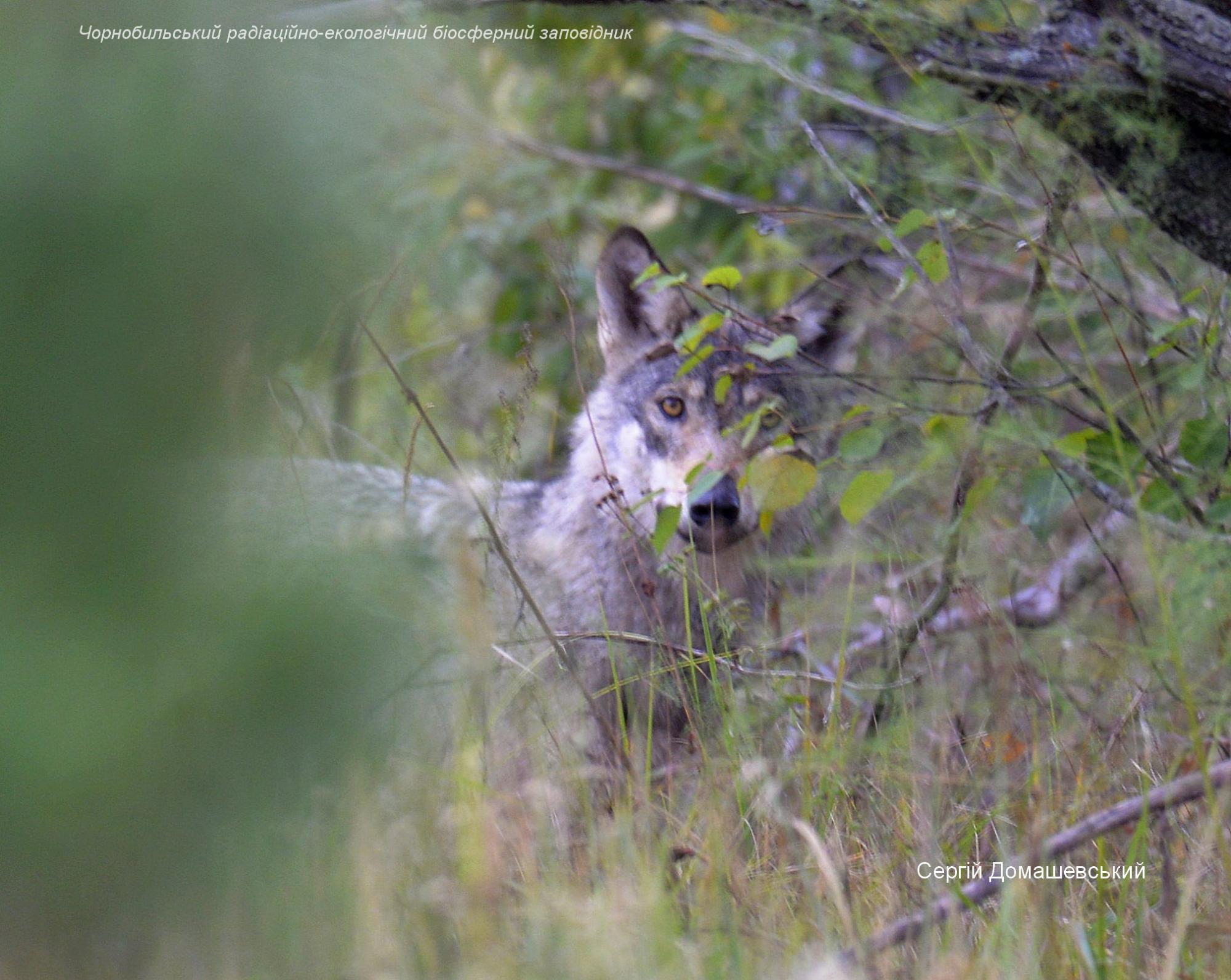 В Чернобыльской зоне сняли животное, которое не подпускает к себе близко