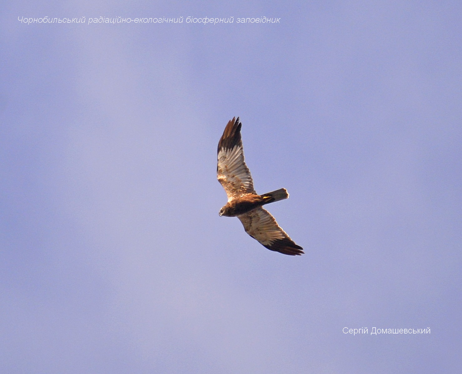 Из Чернобыльской зоны улетают птицы: на фото показали масштабное бегство