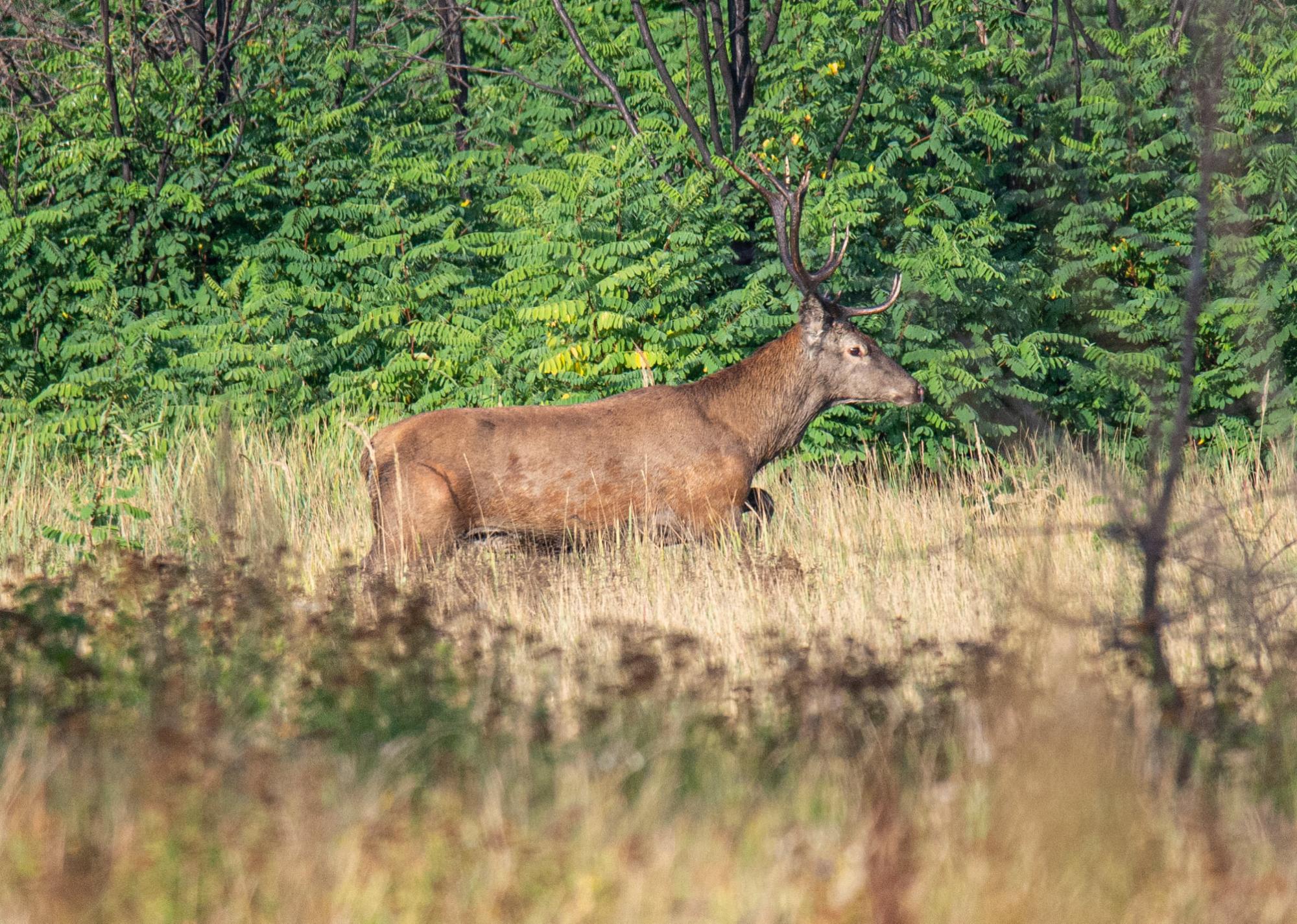 В Чернобыльской зоне сняли животное, которое не подпускает к себе близко