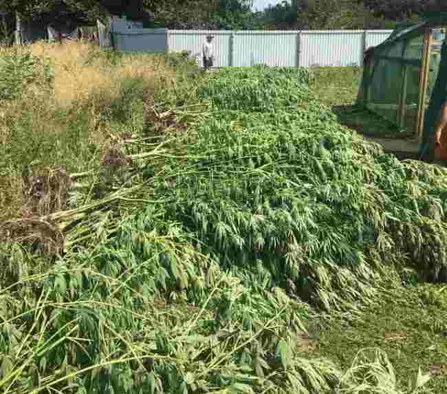 В Николаевской области у мужчины изъяли наркотики на 12 млн гривен