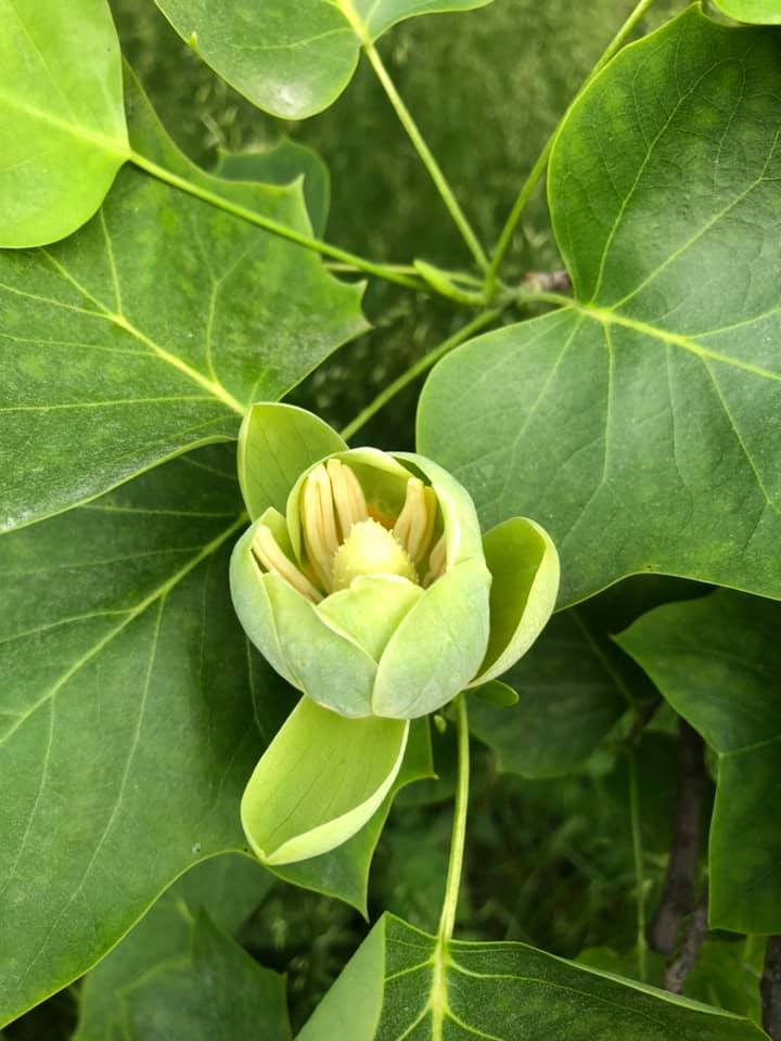 В Киеве зацвело уникальное тюльпанное дерево: яркие фото