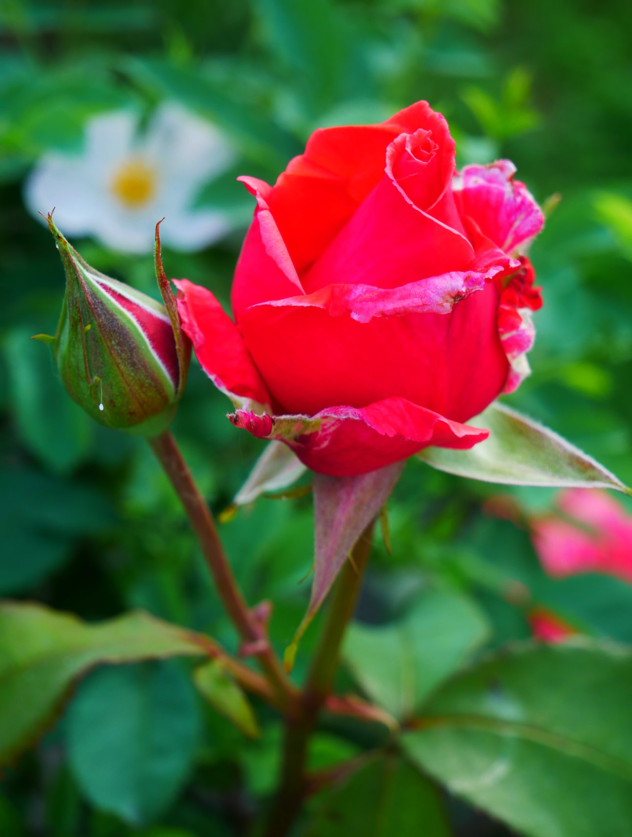 В Киеве распустились уникальные розы: неземную красоту показали на фото