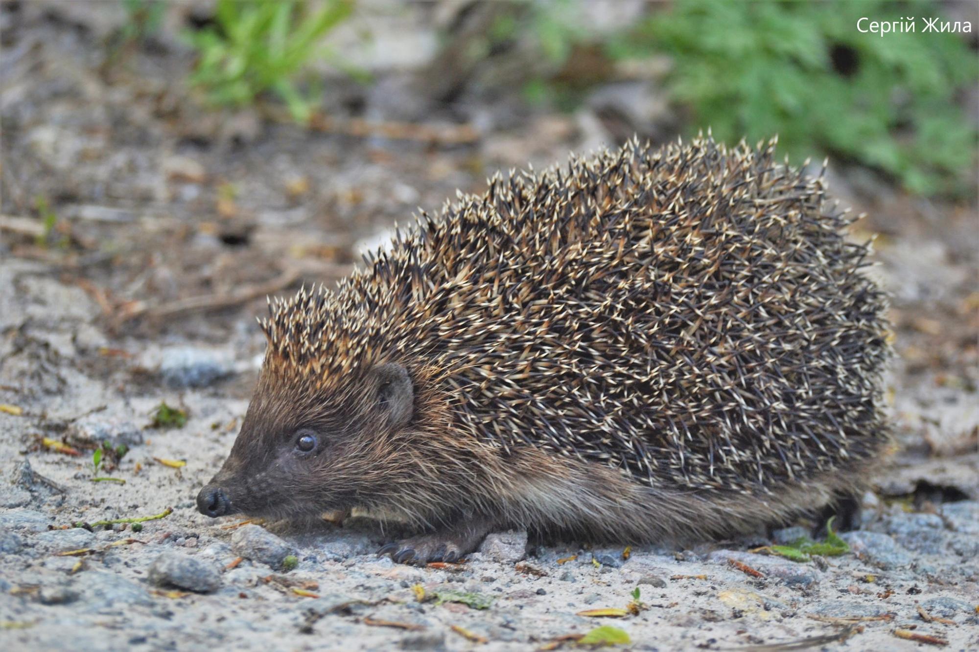 Маленький и колючий хищник: в Чернобыльской зоне сняли редкое здесь животное