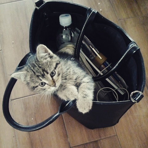 Будущая нардеп от "Слуги народа" и главный антикоррупционер Рады удивила декларацией