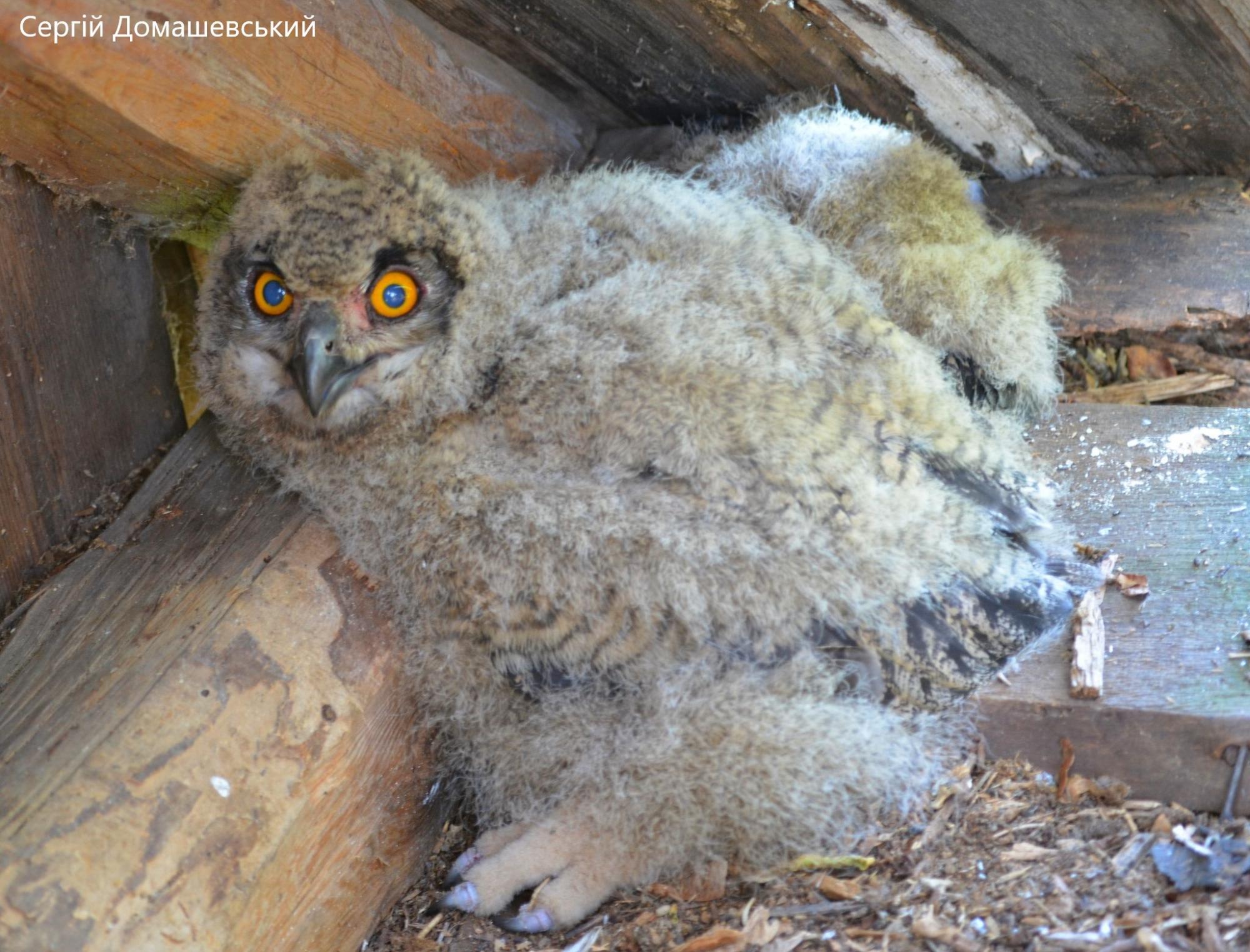 В Чернобыльской зоне увидели редкую птицу: она громко кричит