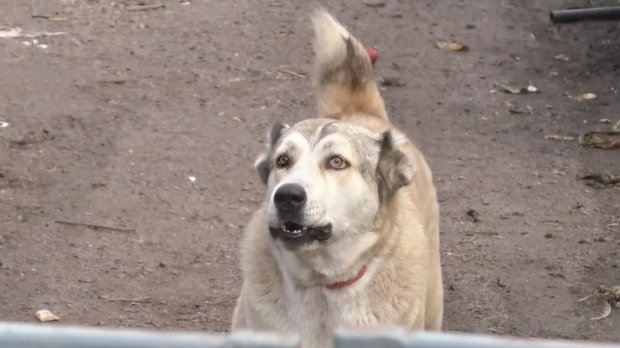 Під Черкасами господар собак 6 років тримає в страху все село