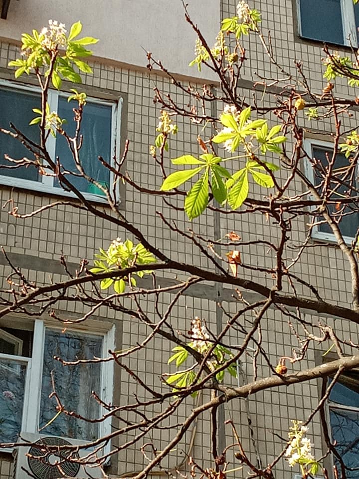 Весна осенью? В Киеве на фото попала природная аномалия