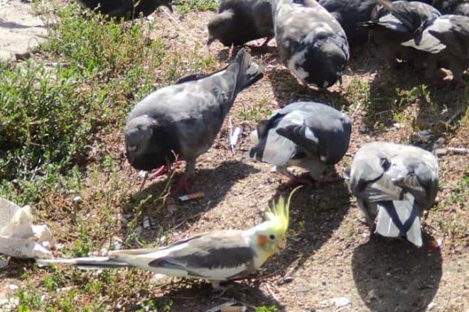 В Киеве в стае голубей увидели экзотическую птицу с желтым хохолком (фото)