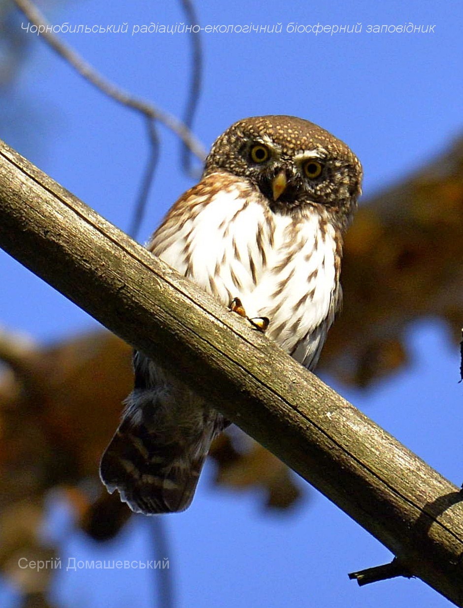 В Чернобыле показали самую крохотную птицу-хищника: весит 80 граммов