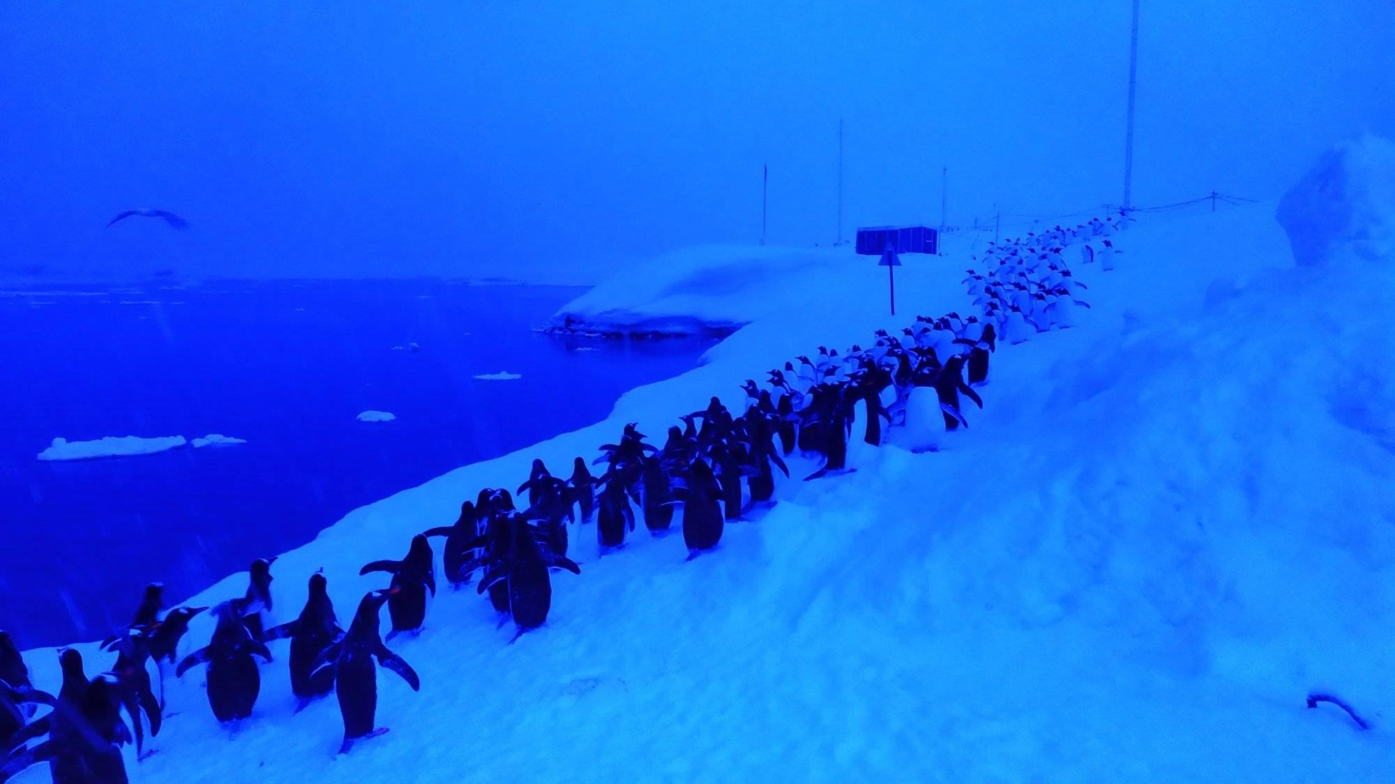 В очереди за морепродуктами: украинские ученые показали потрясающее фото пингвинов в Антарктиде