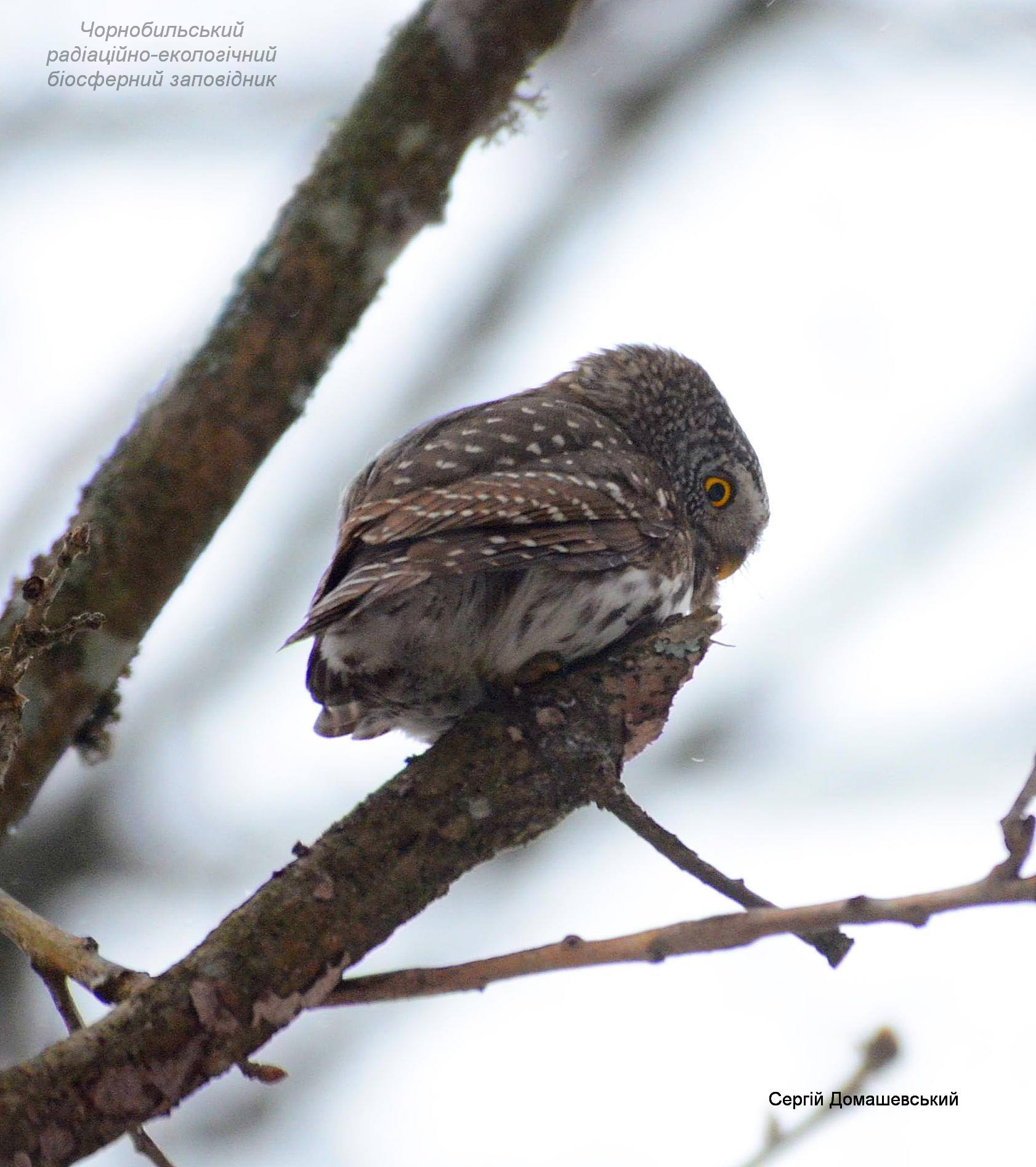 В Чернобыле показали самую крохотную птицу-хищника: весит 80 граммов