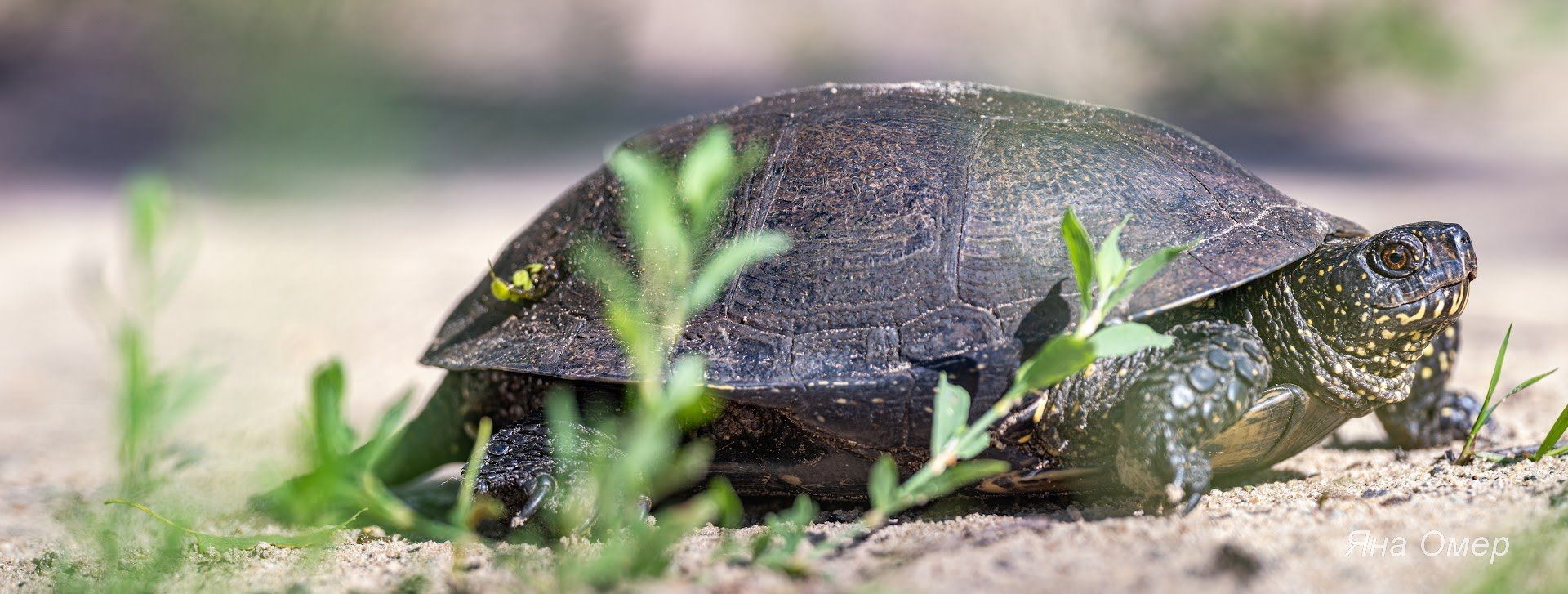 Только один вид: в Чернобыле показали уникальное животное
