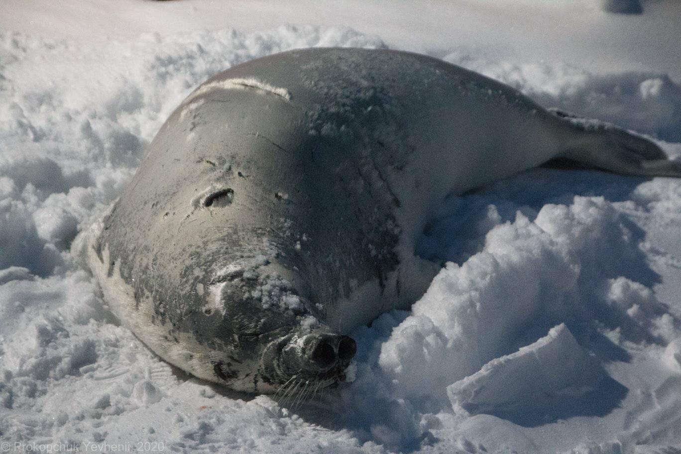 До українських полярників в Антарктиді зайшов на вогник "гість": витоптав весь сніг