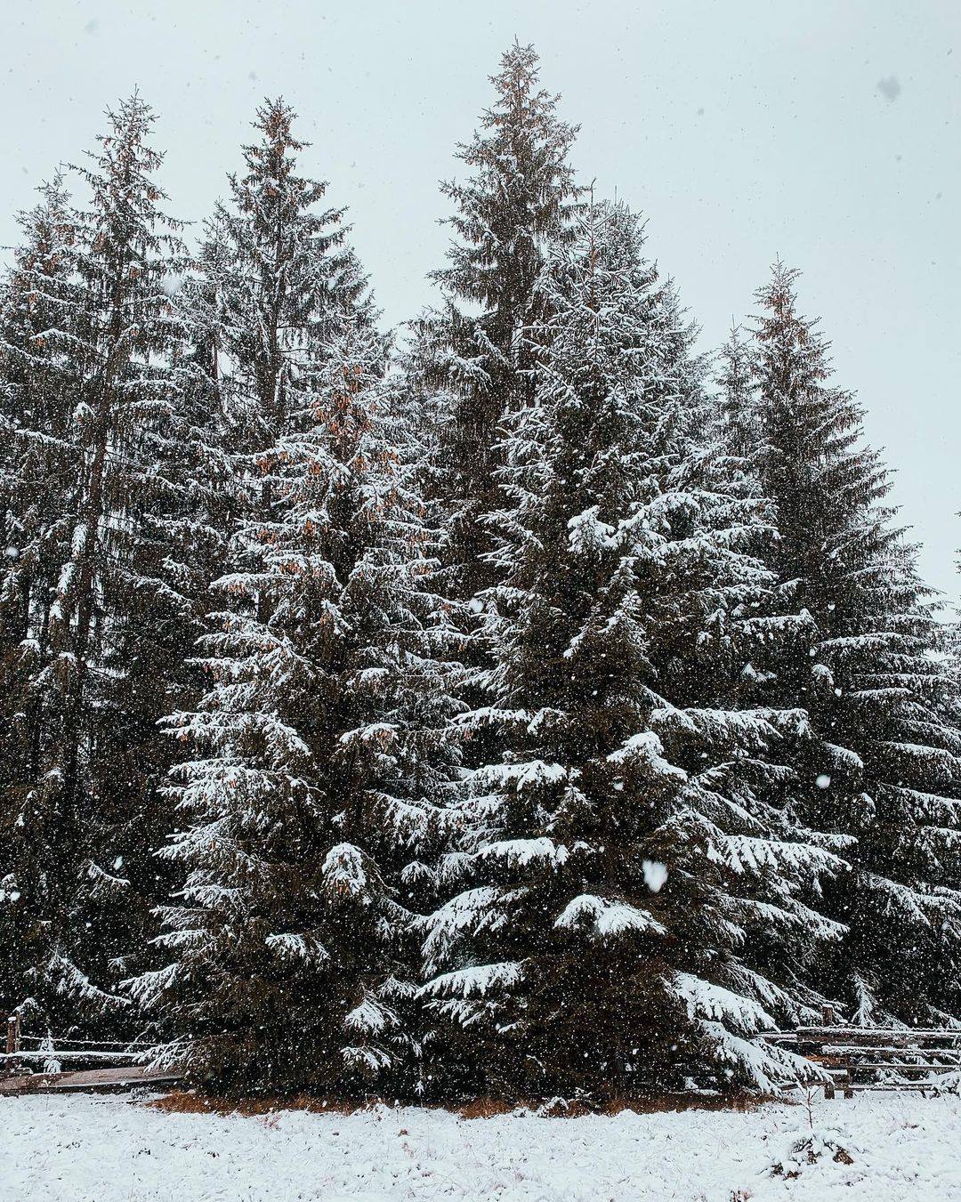 Дары ноября: Западную Украину накрывает снегопад (фото, видео)