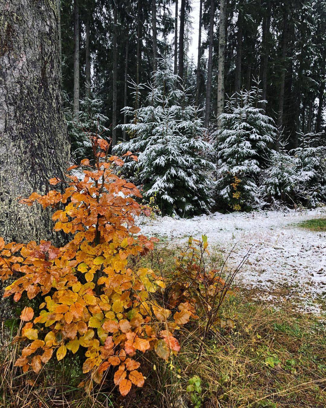 Дары ноября: Западную Украину накрывает снегопад (фото, видео)