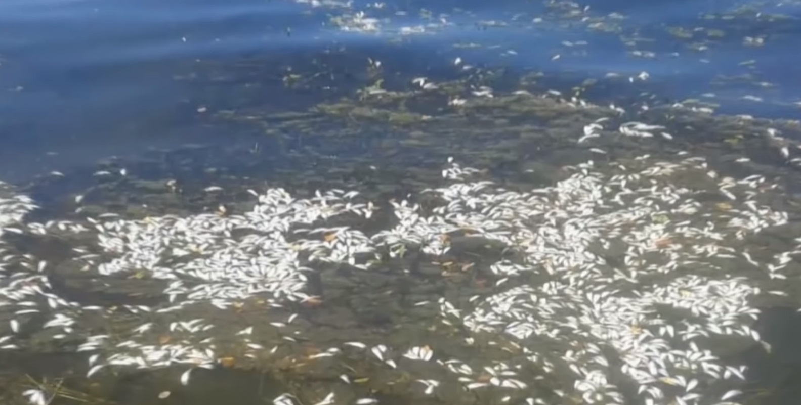 Экологическая катастрофа: в Днепре массово гибнет рыба (видео)