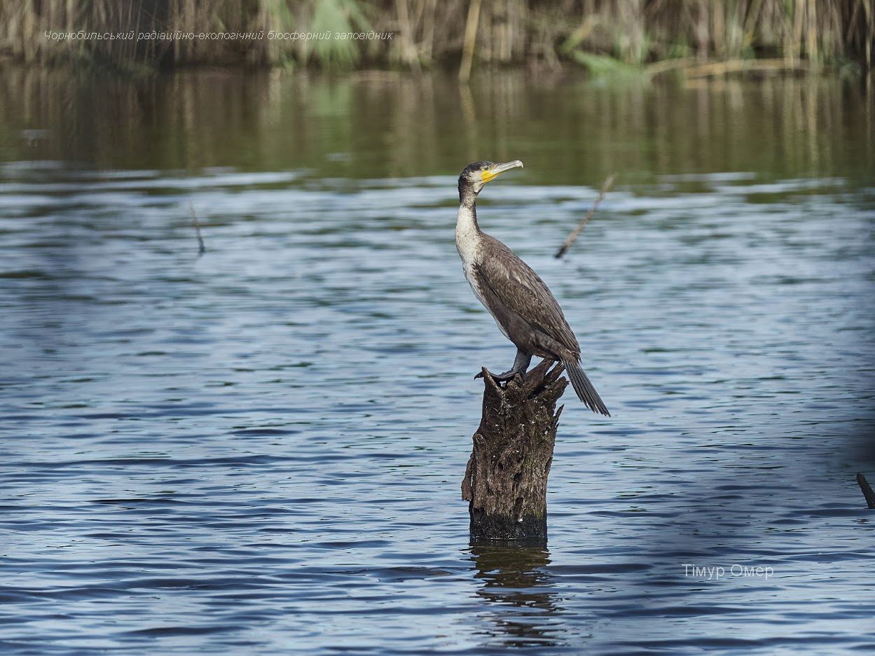 В Чернобыле показали на ярких фото заблудившуюся морскую птицу-ныряльщика