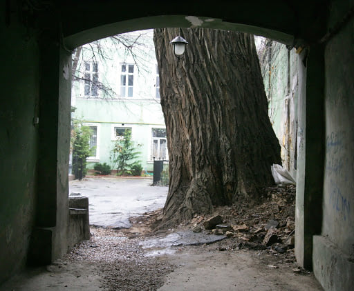 В Одесі спиляли найбільшу тополю в Україні: фото знаменитого дерева