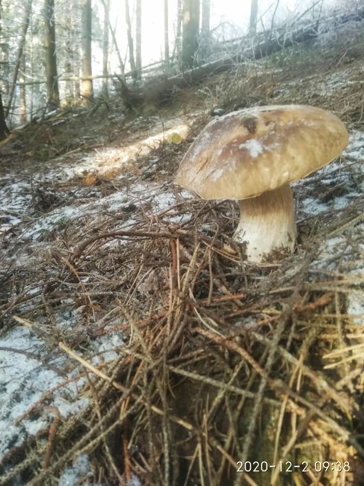 Чудеса в лесу на Прикарпатье: мужчина посреди зимы наткнулся на невероятную находку (фото)