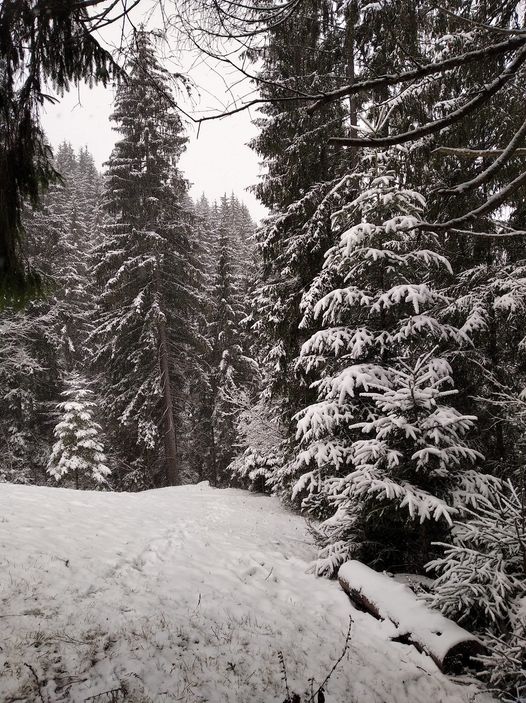В Карпатах завируха и лютый мороз: фото зимней сказки