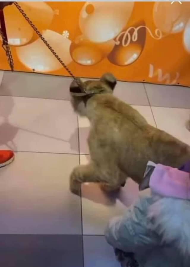 Украинский супермаркет попал в скандал: развлекал покупателей измученным животным