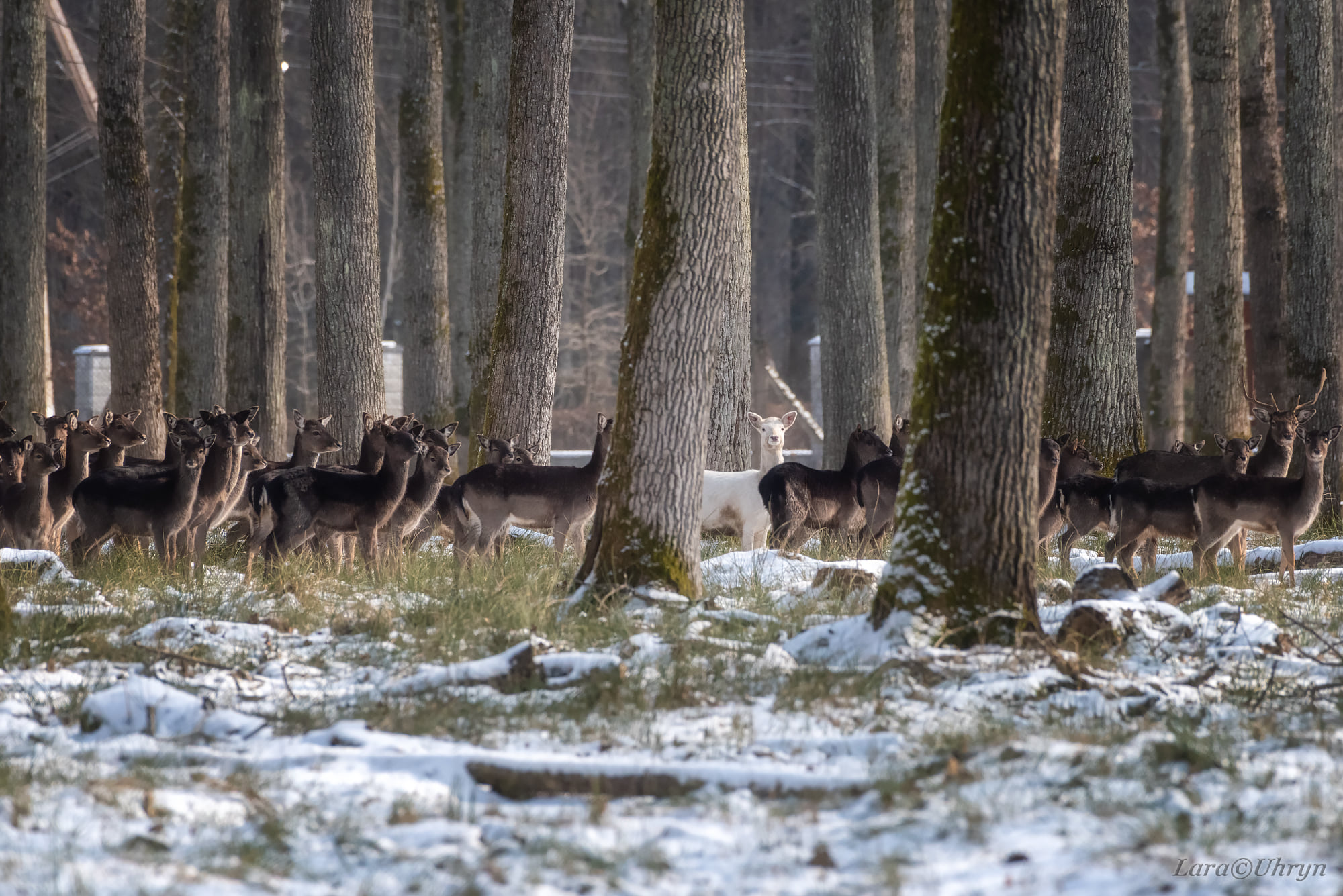 Не такая, как все: на Закарпатье заметили уникальную белую лань