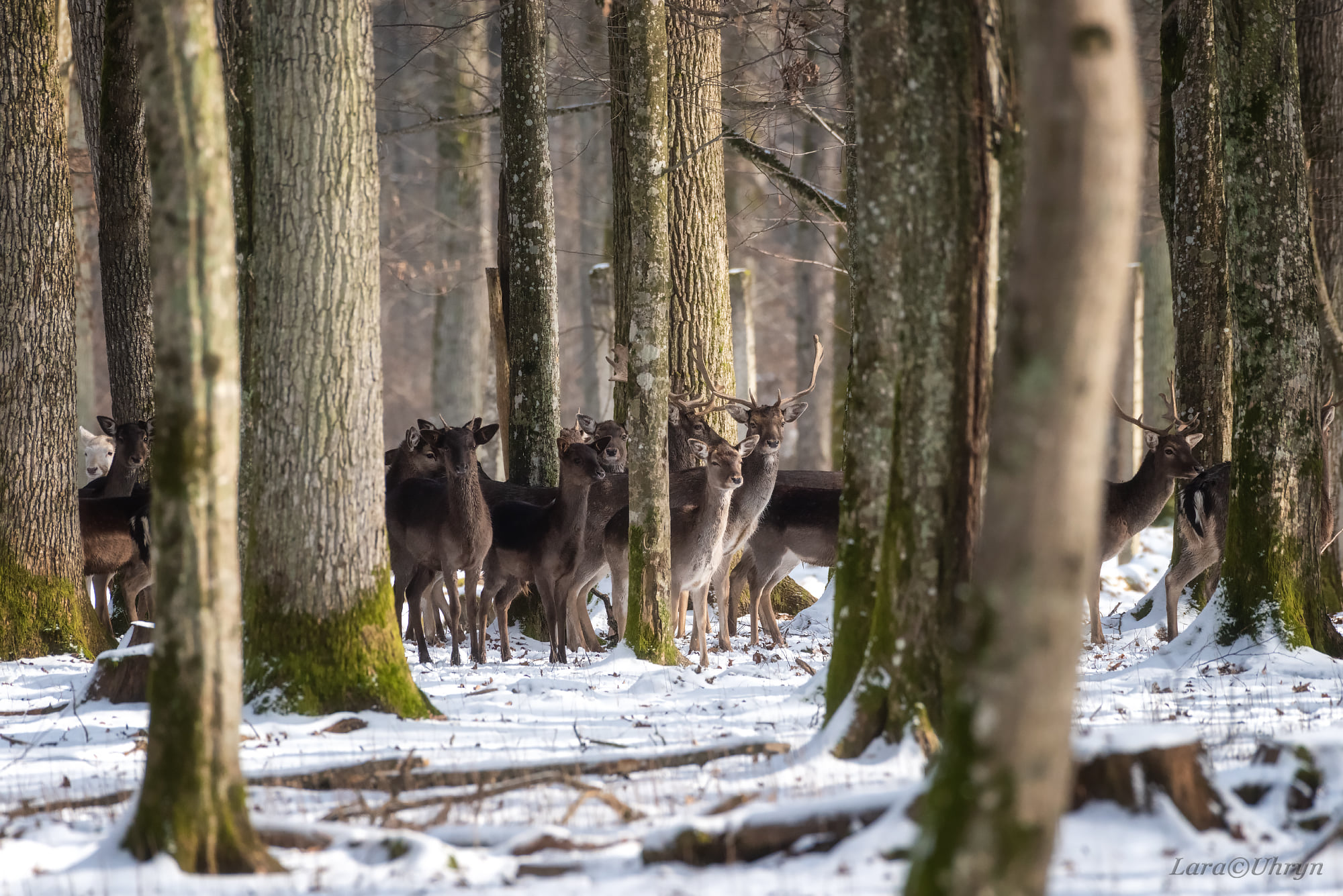 Не такая, как все: на Закарпатье заметили уникальную белую лань
