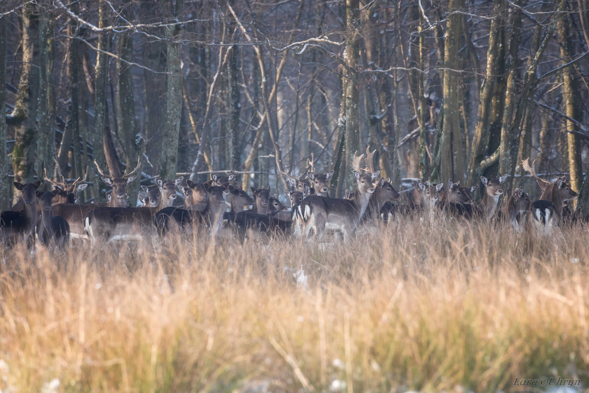 Не такая, как все: на Закарпатье заметили уникальную белую лань