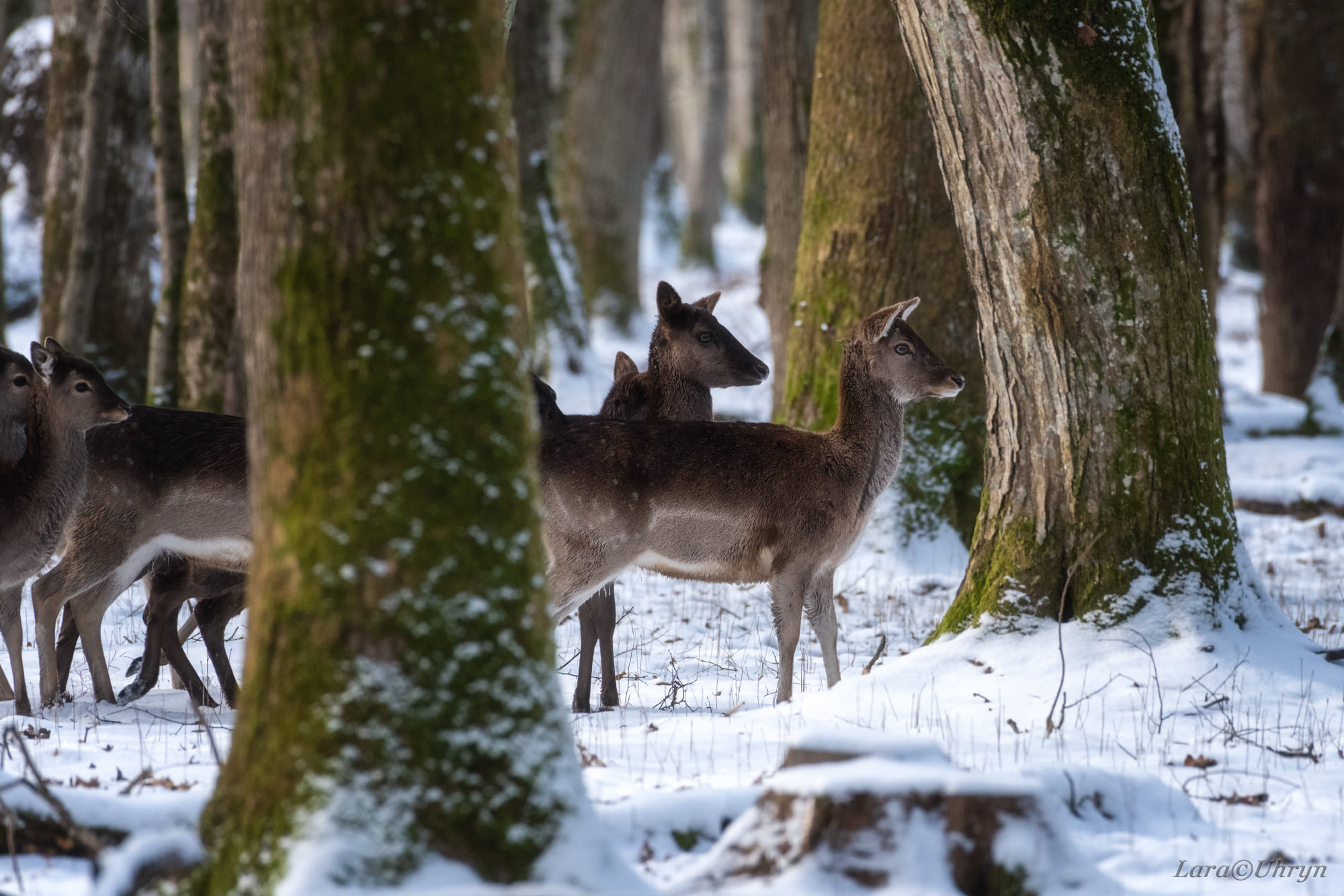 Не такая, как все: на Закарпатье заметили уникальную белую лань