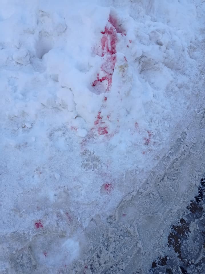 По всему Киеву разбросана отрава для собак: остерегайтесь "розового снега"