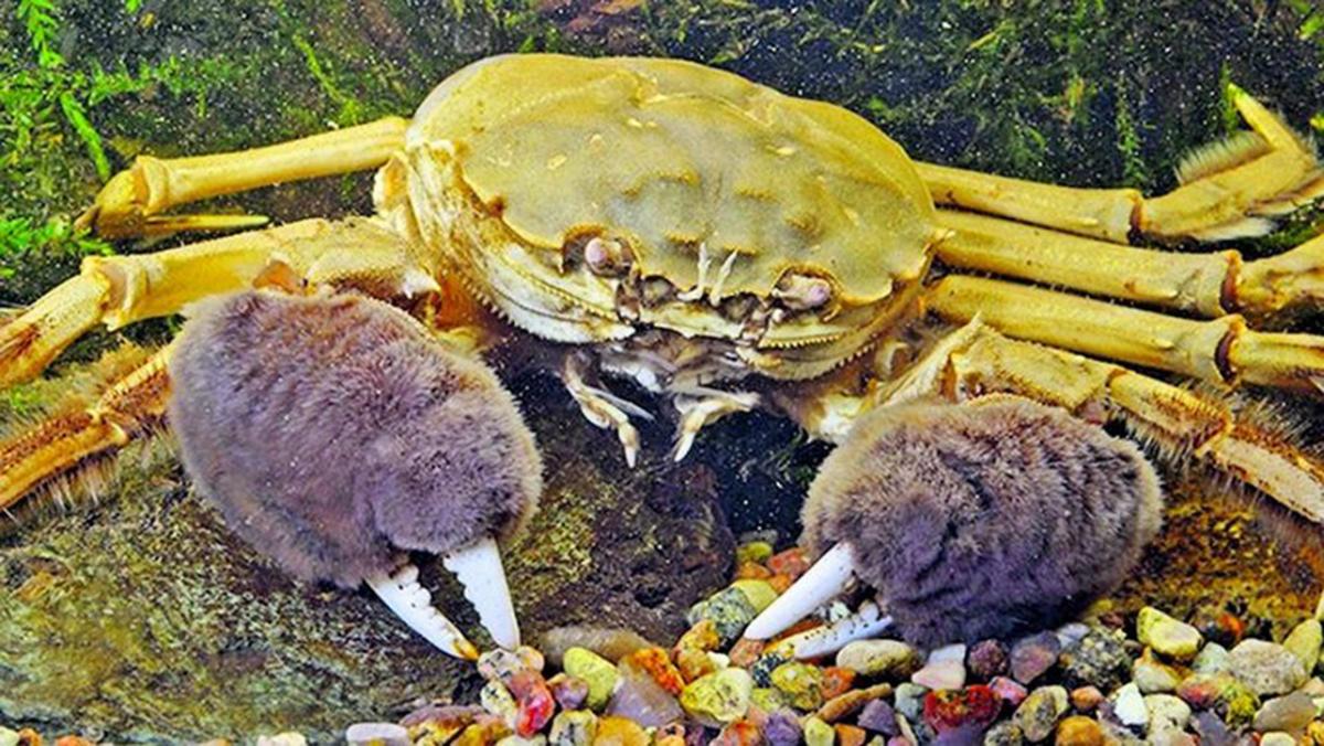 В Украине выловили очень опасных крабов: экологи бьют тревогу