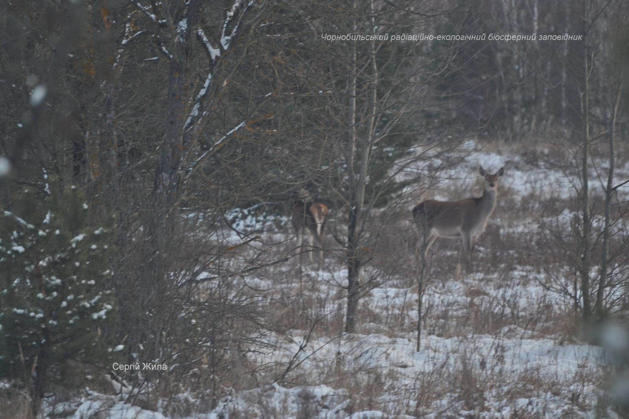 Как животные в Чернобыле пережили зиму: фото из заповедника